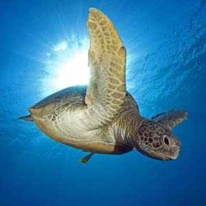 Vẻ đẹp của động vật dưới biển sâu