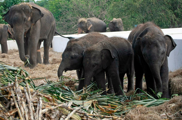 Thực khách trở thành hiểm họa mới của voi Thái Lan