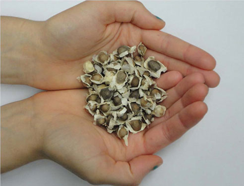 Lọc sạch nước bằng hạt cây chùm ngây 