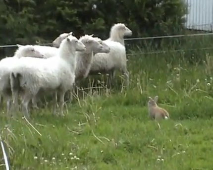 Video: Thỏ chăn cừu
