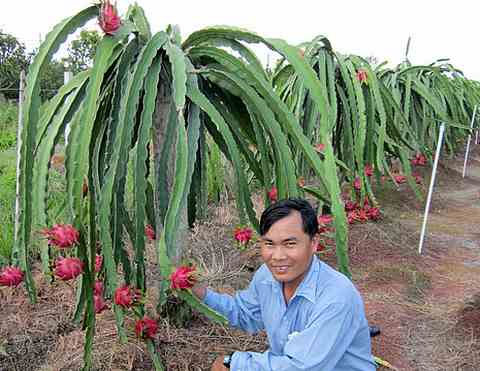 Th.S Nguyễn Ngọc Thi, tác giả giống thanh long ruột tím hồng bên cạnh những cây thanh long ruột tím hồng sai trĩu quả