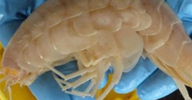 Phát hiện "quái vật tôm" ở độ sâu 7000m dưới biển