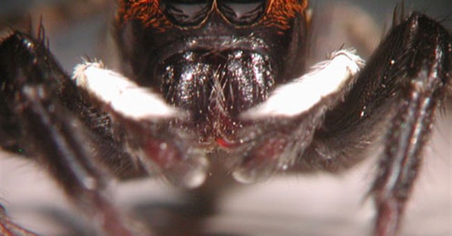 Bí ẩn bước nhảy của nhện Adanson