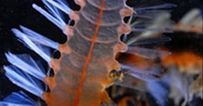 Phát hiện thêm hai loài sâu biển phát sáng