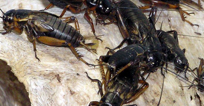 Nghiên cứu về tiếng kêu của loài dế trong kỷ Jura 