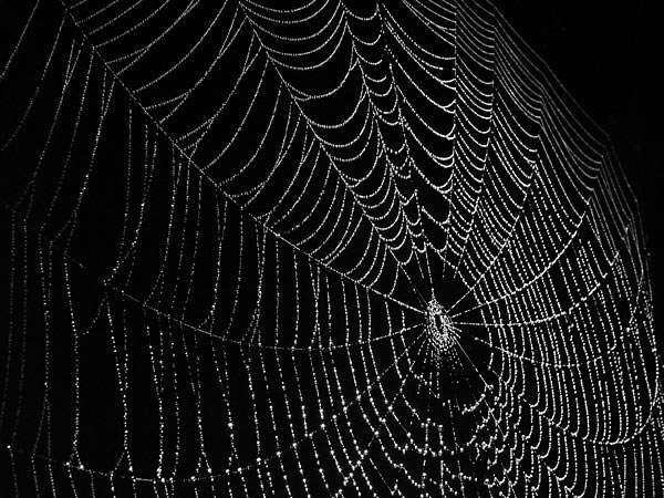 Tìm thấy mạng nhện đột biến vì nhiễm phóng xạ