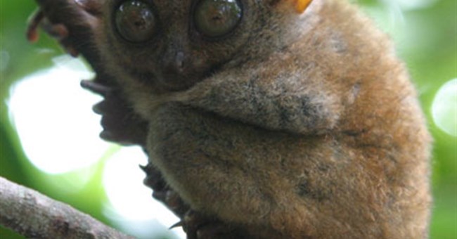 Linh trưởng “nói chuyện” bằng sóng siêu âm