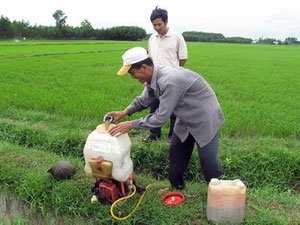Dùng nấm xanh phòng trừ hiệu quả sâu bệnh hại lúa