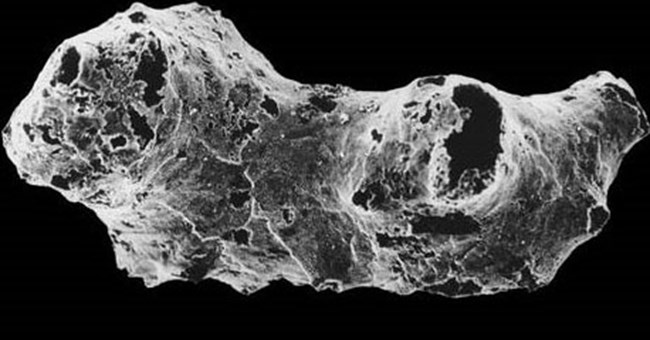 Phát hiện động vật cổ xưa nhất Trái đất 