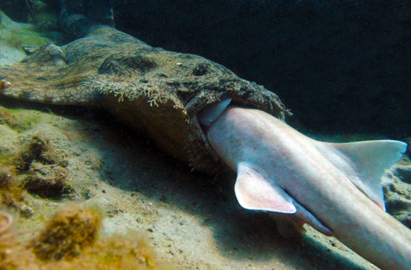 Cá mập thảm nuốt cá mập tre vằn