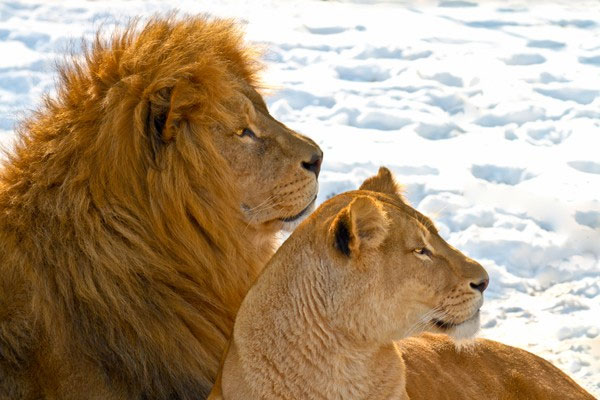 Sư tử châu Phi làm quen với tuyết lạnh ở Canada
