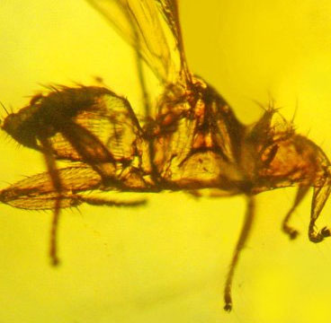 Phát hiện hóa thạch ruồi "ma cà rồng" cổ đại 