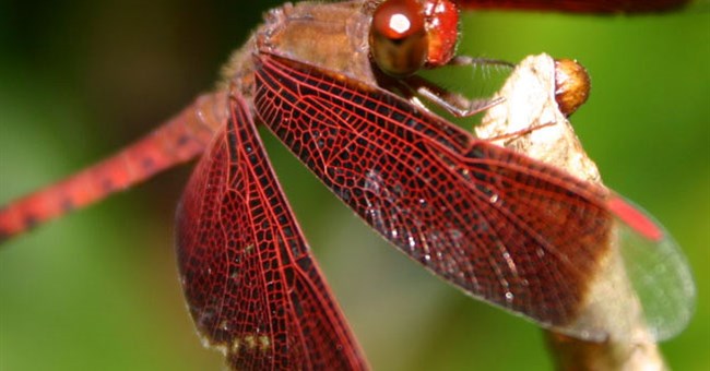 Máy bay lượn tự do như côn trùng 