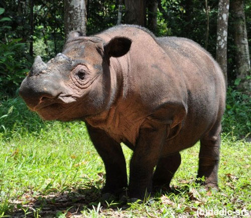 Thêm hy vọng nhân giống thành công tê giác Sumatra 