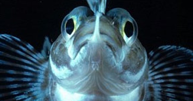 Tìm thấy chú cá “nóng” sống ở Nam cực