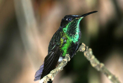 2500 loài chim có thể tuyệt chủng vì biến đổi khí hậu