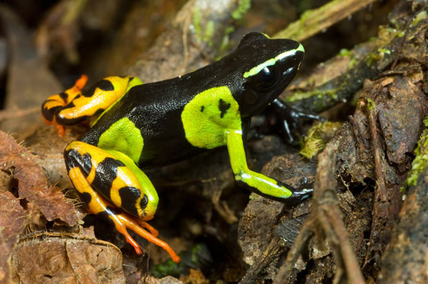 Tại sao ếch độc lại tiết ra đường và mật ở ngoài da?