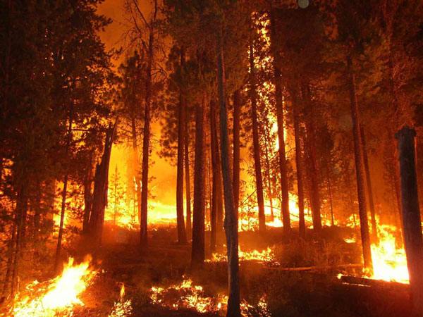 Khói bụi cháy rừng là sát thủ với nhân loại