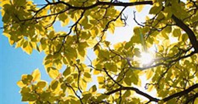 Sản xuất dầu từ cây nhân tạo