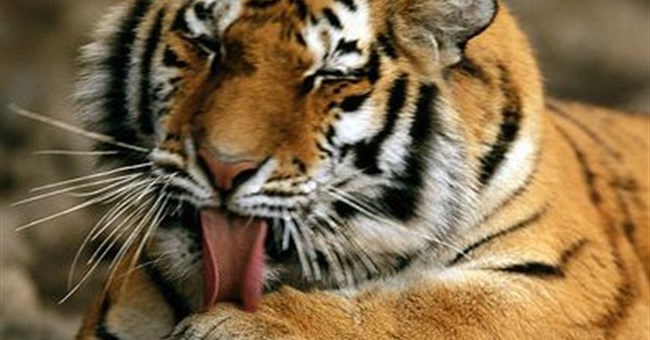 Tại sao da hổ có sọc?