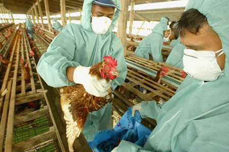 WHO công bố nghiên cứu biến thể virut cúm gia cầm H5N1
