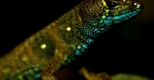 Phát hiện thằn lằn sặc sỡ kỳ lạ tại Peru