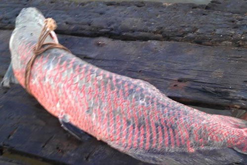 Bắt được con cá Rồng nặng gần 50kg ở sông Hậu