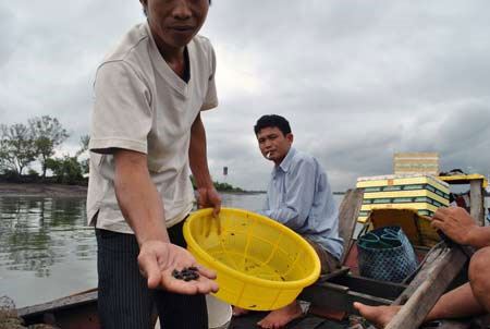 Kinh hãi ốc lạ trên sông Thị Vải