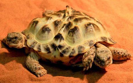Rùa có hai đầu và sáu chân