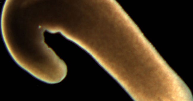 Động vật bất tử lộ diện