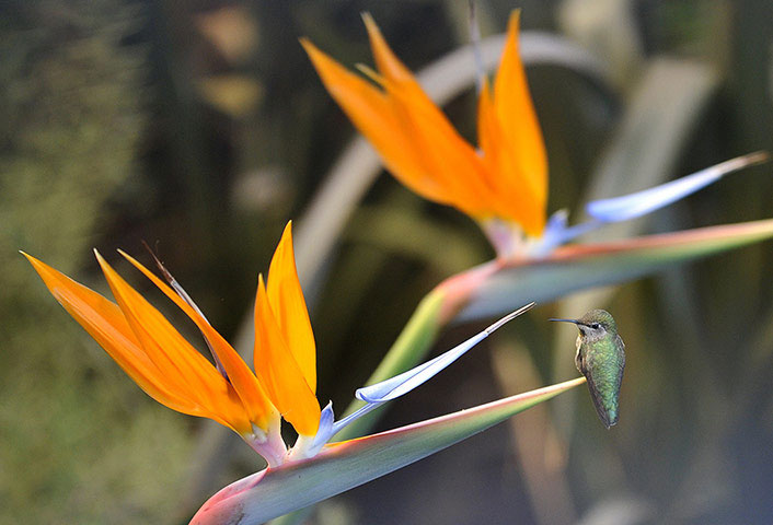 Một con chim ruồi bên hoa thiên điểu ở Hollywood, California (Mỹ).