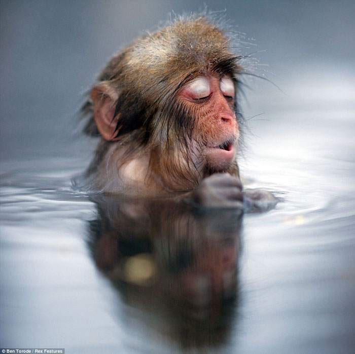 Ảnh đẹp: Khỉ thư giãn trong hồ nước nóng 