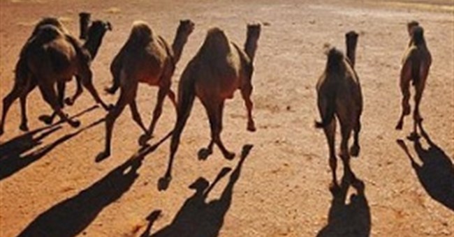 10 động vật sống ở nơi không ai ngờ tới