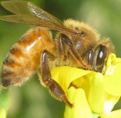 Ong mật quên đường về tổ vì thuốc trừ sâu  