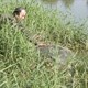 Cụ Rùa có thể là bảo vật quốc gia  