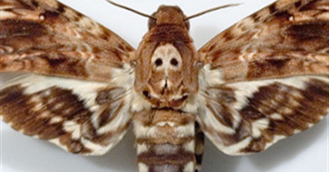 Loài bướm "Thần chết" có khả năng "nói"