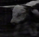 Video: Hỗn chiến kinh hoàng giữa bò và sư tử 
