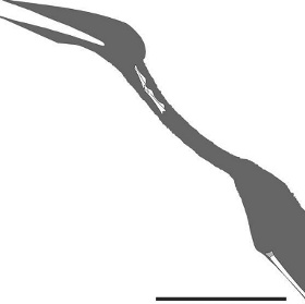 Tìm thấy hóa thạch loài bò sát bay mới 