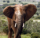 Nạn giết voi châu Phi vượt khỏi tầm kiểm soát  