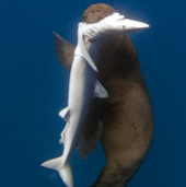 Video: Hải cẩu Nam Phi cắn cổ cá mập