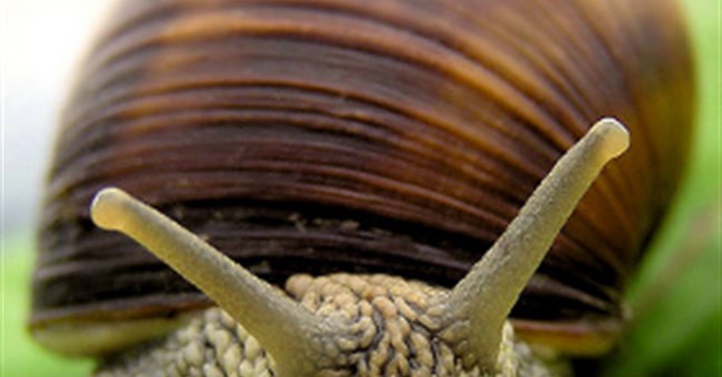 Con người có thể sống đến 500 tuổi nhờ gene ốc sên 
