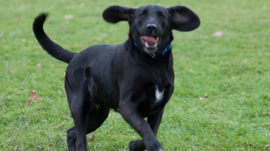 Klondike, chó lai giữa dòng săn thỏ với Labrador được sinh ra từ phôi đông lạnh  