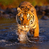 Loài hổ Bengal quý hiếm đang bị đe dọa tuyệt chủng 