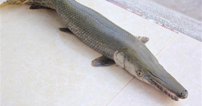 Những loài cá kỳ dị ở Việt Nam