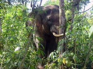 Đồng Nai: Xuất hiện voi rừng phá hoại rẫy hoa màu