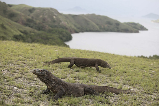 Hai con rồng Komodo (Varanus komodoensis) chơi trên  bãi cỏ trong Vườn quốc gia Komodo, Flores, Indonesia.