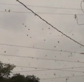 Video: “Mưa” nhện ở Brazil