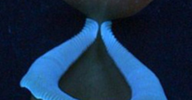 "Cây sát thủ" phát sáng để dụ mồi