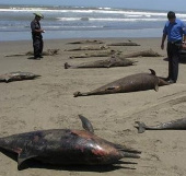 Video: Cảnh tượng thống kê xác động vật trên bờ biển Peru