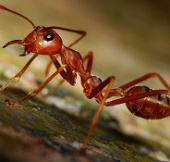 Video: "Bão" kiến lửa khiến muôn loài bạt vía